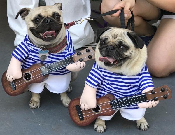 /images/uploads/pug nation rescue of los angeles/pugnation2021/entries/15181thumb.jpg